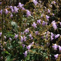 Strobilanthes diandra var. densa (C.B.Clarke) J.R.I.Wood